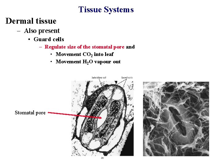 Tissue Systems Dermal tissue – Also present • Guard cells – Regulate size of