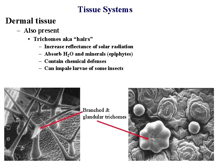 Tissue Systems Dermal tissue – Also present • Trichomes aka “hairs” – – Increase