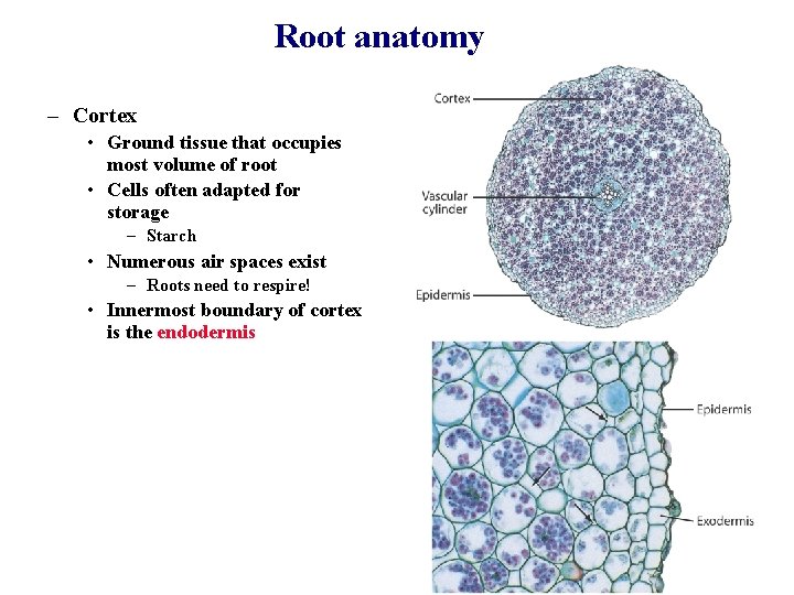 Root anatomy – Cortex • Ground tissue that occupies most volume of root •
