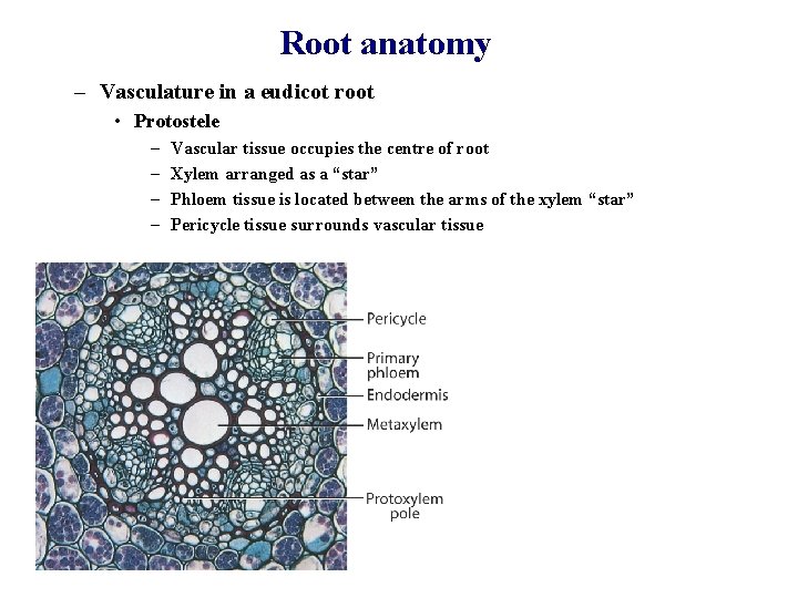 Root anatomy – Vasculature in a eudicot root • Protostele – – Vascular tissue