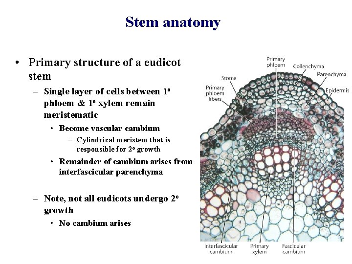 Stem anatomy • Primary structure of a eudicot stem – Single layer of cells