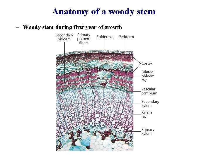 Anatomy of a woody stem – Woody stem during first year of growth 
