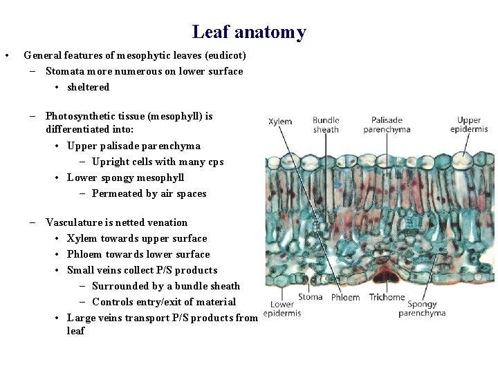 Leaf anatomy • General features of mesophytic leaves (eudicot) – Stomata more numerous on