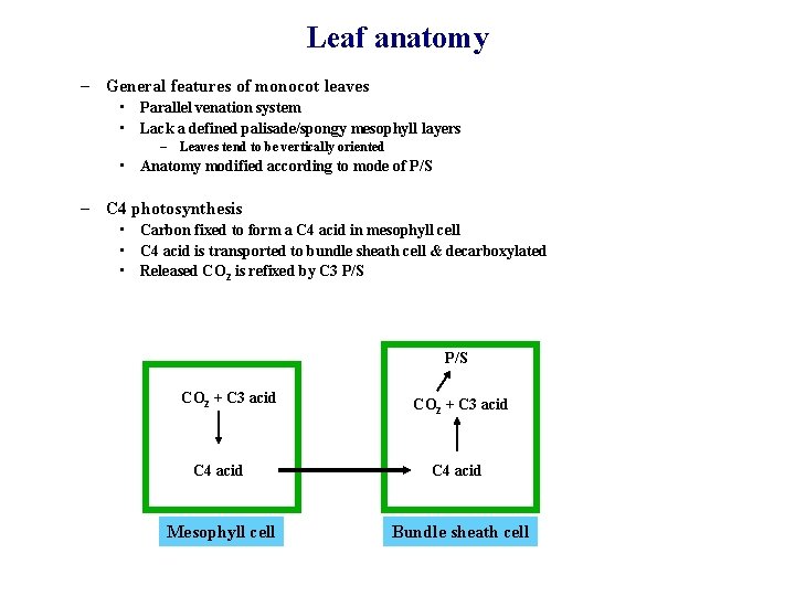 Leaf anatomy – General features of monocot leaves • Parallel venation system • Lack