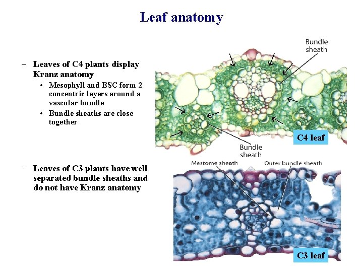 Leaf anatomy – Leaves of C 4 plants display Kranz anatomy • Mesophyll and