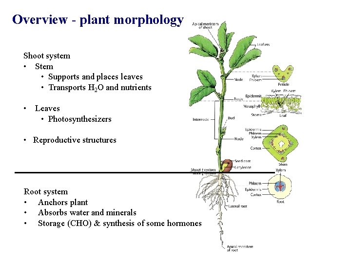 Overview - plant morphology Shoot system • Supports and places leaves • Transports H