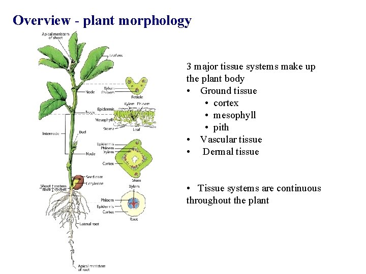 Overview - plant morphology 3 major tissue systems make up the plant body •