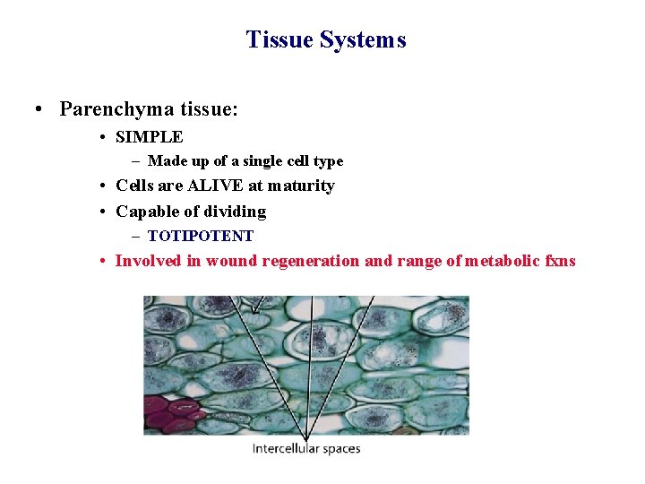 Tissue Systems • Parenchyma tissue: • SIMPLE – Made up of a single cell