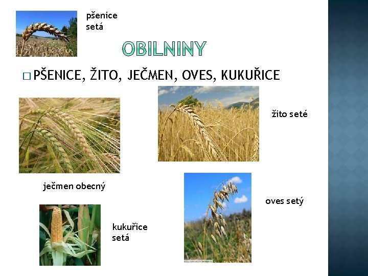 pšenice setá � PŠENICE, ŽITO, JEČMEN, OVES, KUKUŘICE žito seté ječmen obecný oves setý