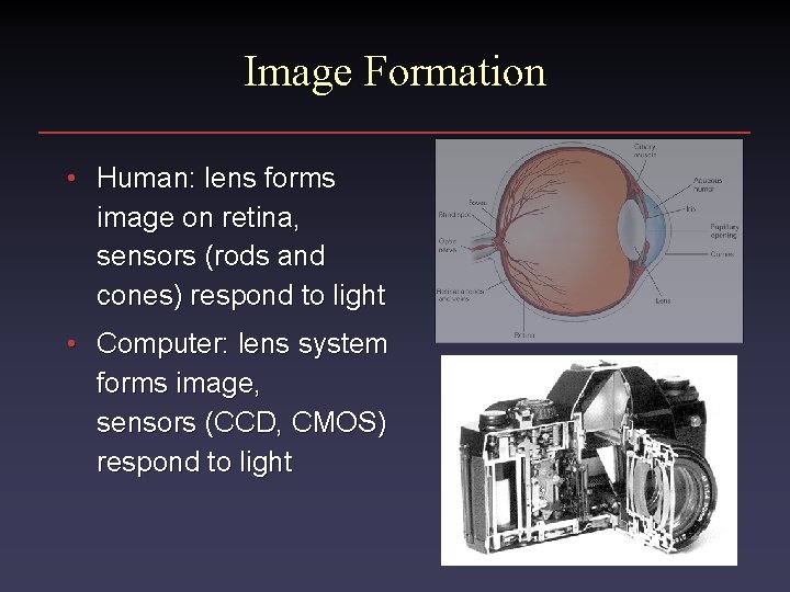 Image Formation • Human: lens forms image on retina, sensors (rods and cones) respond