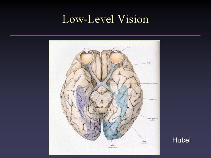 Low-Level Vision Hubel 