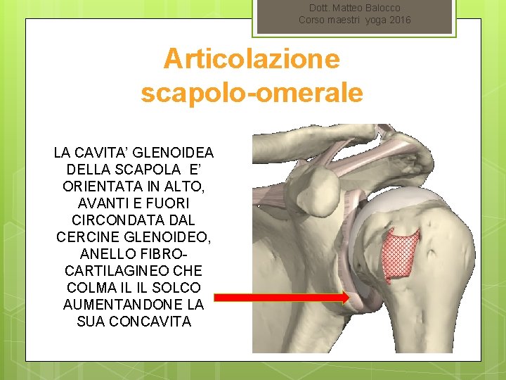 Dott. Matteo Balocco Corso maestri yoga 2016 Articolazione scapolo-omerale LA CAVITA’ GLENOIDEA DELLA SCAPOLA