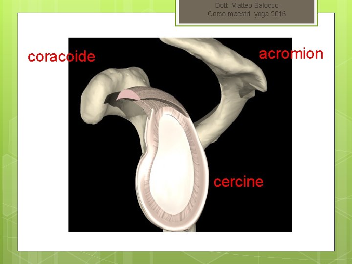 Dott. Matteo Balocco Corso maestri yoga 2016 coracoide acromion cercine 