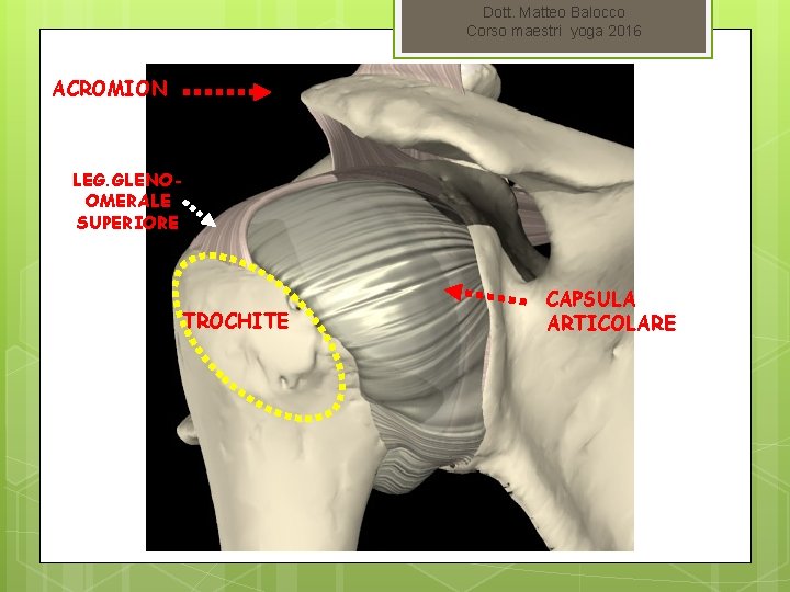 Dott. Matteo Balocco Corso maestri yoga 2016 ACROMION LEG. GLENOOMERALE SUPERIORE TROCHITE CAPSULA ARTICOLARE