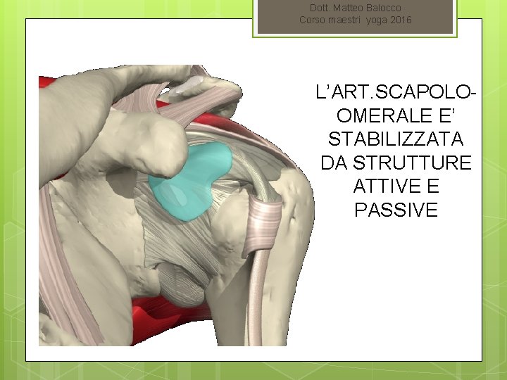 Dott. Matteo Balocco Corso maestri yoga 2016 L’ART. SCAPOLOOMERALE E’ STABILIZZATA DA STRUTTURE ATTIVE