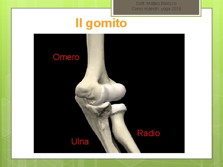 Dott. Matteo Balocco Corso maestri yoga 2016 Il gomito Omero Ulna Radio 