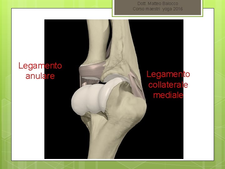 Dott. Matteo Balocco Corso maestri yoga 2016 Legamento anulare Legamento collaterale mediale 