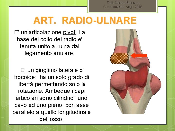 Dott. Matteo Balocco Corso maestri yoga 2016 ART. RADIO-ULNARE E’ un’articolazione pivot. La base