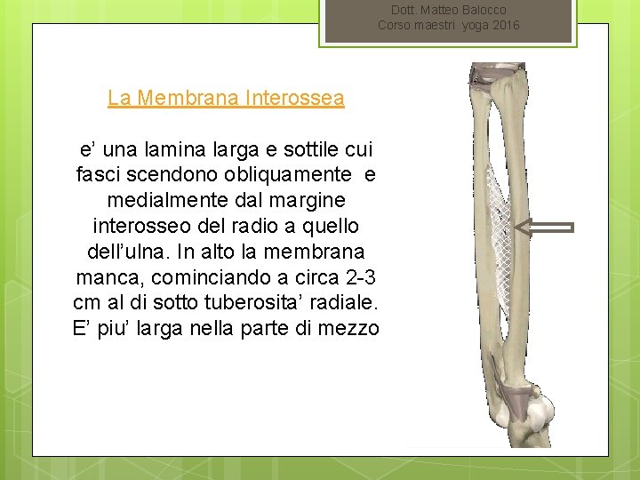 Dott. Matteo Balocco Corso maestri yoga 2016 La Membrana Interossea e’ una lamina larga