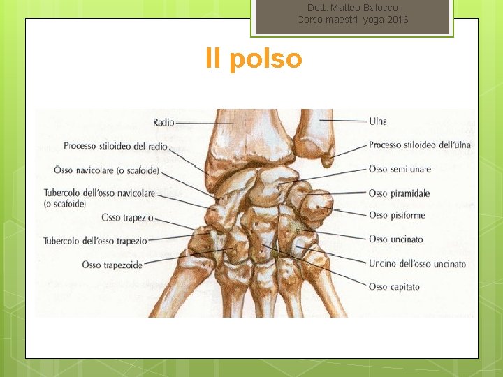 Dott. Matteo Balocco Corso maestri yoga 2016 Il polso 