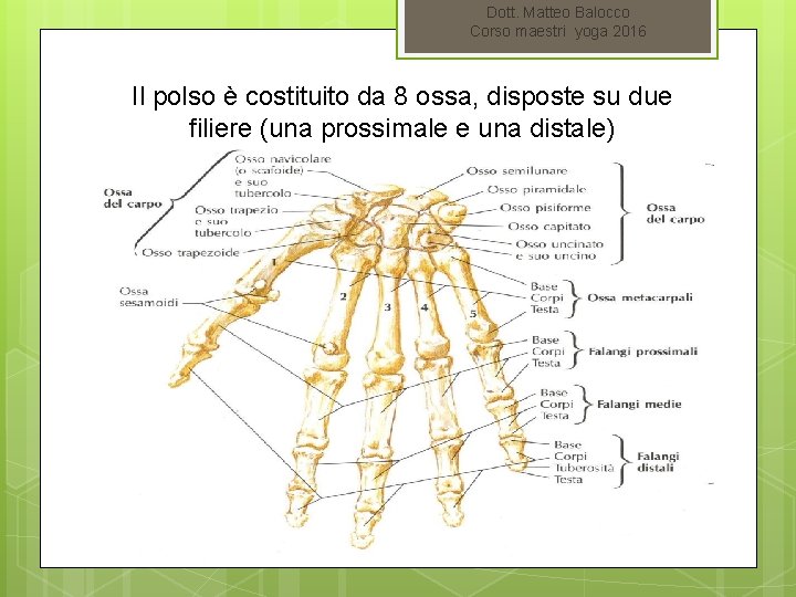 Dott. Matteo Balocco Corso maestri yoga 2016 Il polso è costituito da 8 ossa,