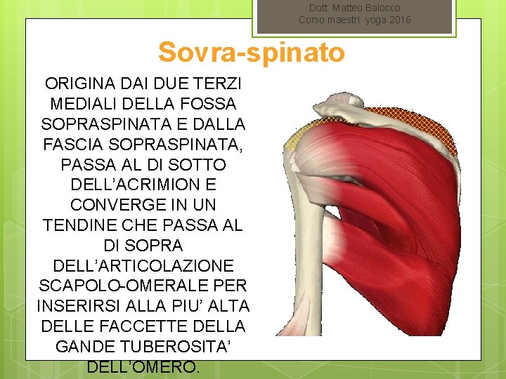 Dott. Matteo Balocco Corso maestri yoga 2016 Sovra-spinato ORIGINA DAI DUE TERZI MEDIALI DELLA