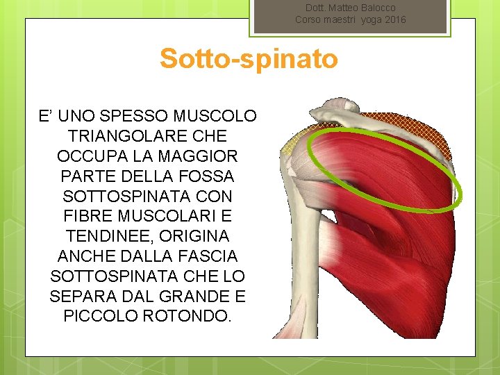 Dott. Matteo Balocco Corso maestri yoga 2016 Sotto-spinato E’ UNO SPESSO MUSCOLO TRIANGOLARE CHE