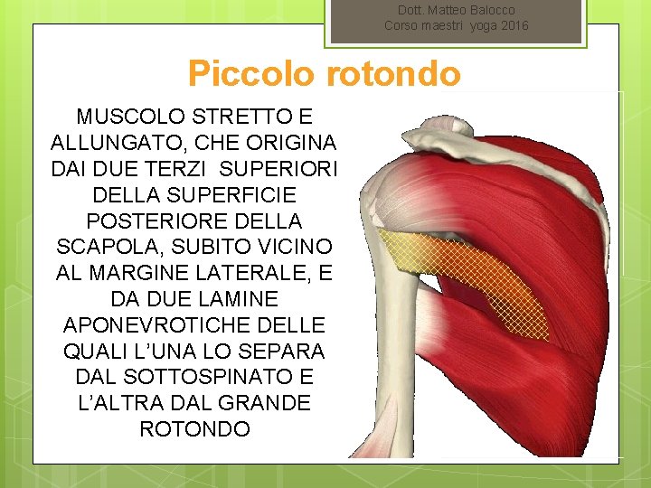 Dott. Matteo Balocco Corso maestri yoga 2016 Piccolo rotondo MUSCOLO STRETTO E ALLUNGATO, CHE