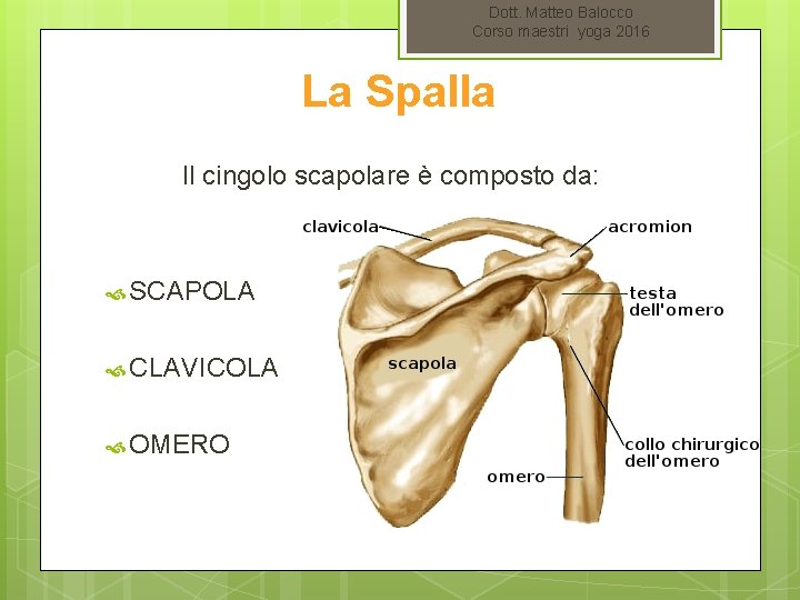 Dott. Matteo Balocco Corso maestri yoga 2016 La Spalla Il cingolo scapolare è composto