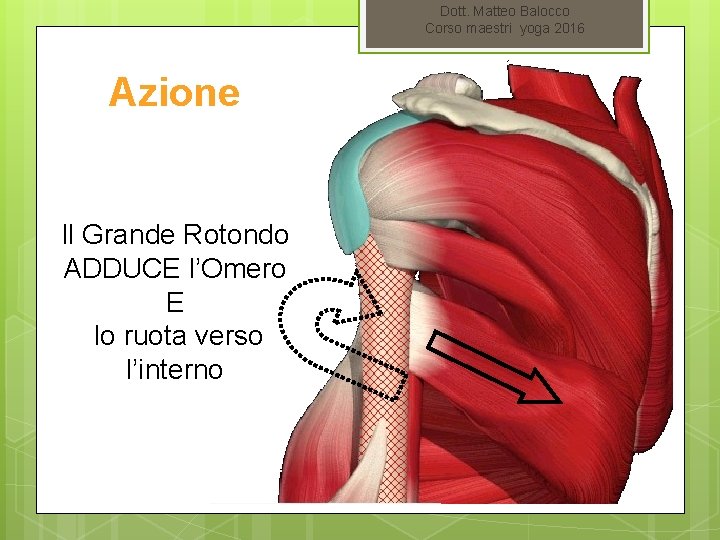 Dott. Matteo Balocco Corso maestri yoga 2016 Azione Il Grande Rotondo ADDUCE l’Omero E
