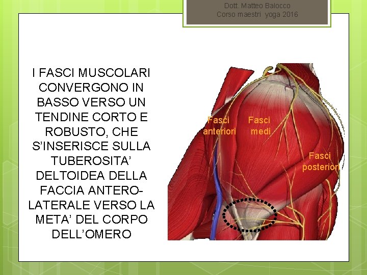 Dott. Matteo Balocco Corso maestri yoga 2016 I FASCI MUSCOLARI CONVERGONO IN BASSO VERSO