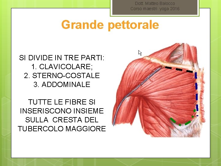 Dott. Matteo Balocco Corso maestri yoga 2016 Grande pettorale SI DIVIDE IN TRE PARTI: