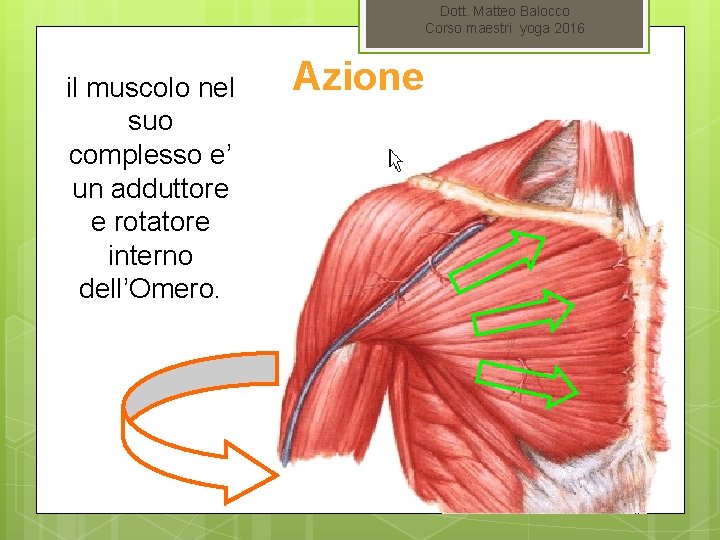 Dott. Matteo Balocco Corso maestri yoga 2016 il muscolo nel suo complesso e’ un