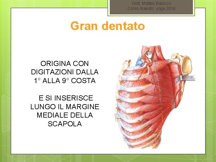 Dott. Matteo Balocco Corso maestri yoga 2016 Gran dentato ORIGINA CON DIGITAZIONI DALLA 1°