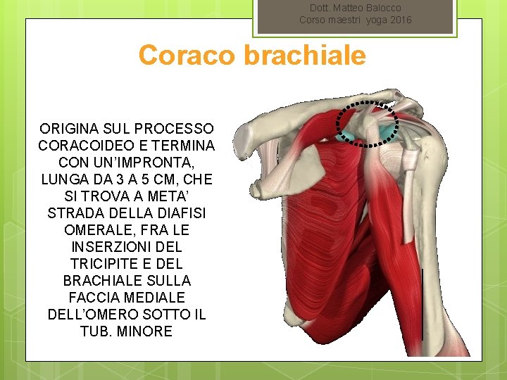 Dott. Matteo Balocco Corso maestri yoga 2016 Coraco brachiale ORIGINA SUL PROCESSO CORACOIDEO E