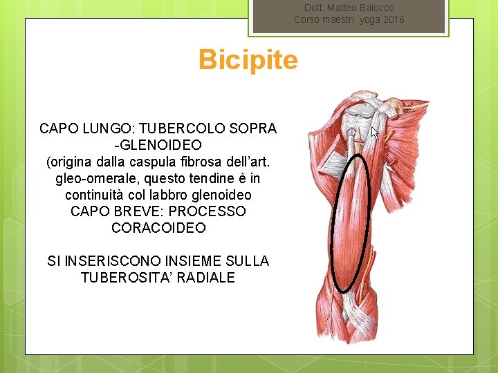 Dott. Matteo Balocco Corso maestri yoga 2016 Bicipite CAPO LUNGO: TUBERCOLO SOPRA -GLENOIDEO (origina