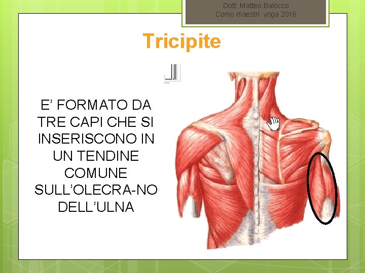 Dott. Matteo Balocco Corso maestri yoga 2016 Tricipite E’ FORMATO DA TRE CAPI CHE