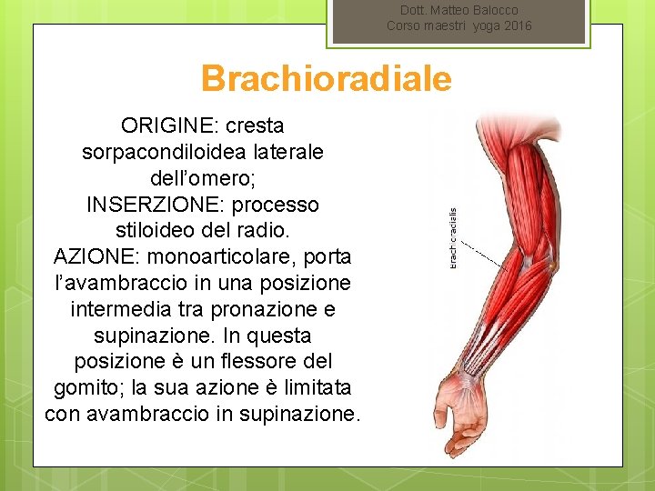 Dott. Matteo Balocco Corso maestri yoga 2016 Brachioradiale ORIGINE: cresta sorpacondiloidea laterale dell’omero; INSERZIONE: