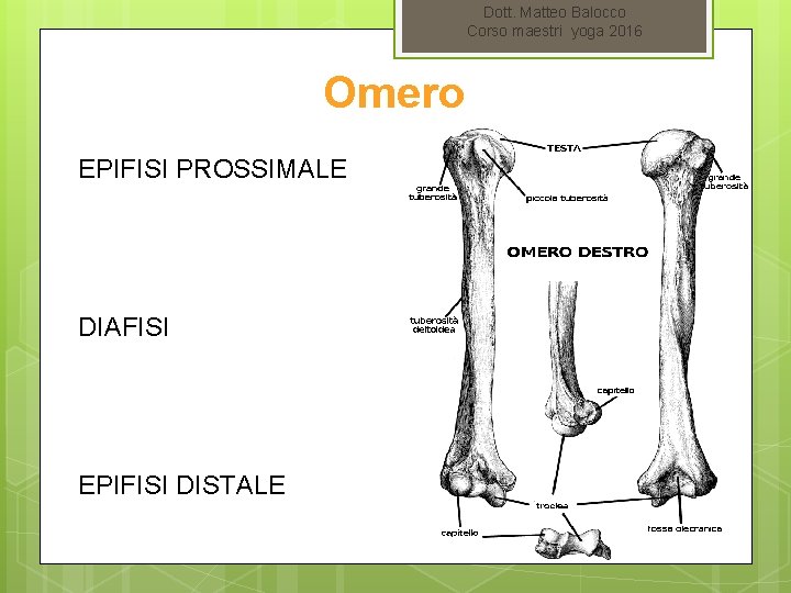 Dott. Matteo Balocco Corso maestri yoga 2016 Omero EPIFISI PROSSIMALE DIAFISI EPIFISI DISTALE 