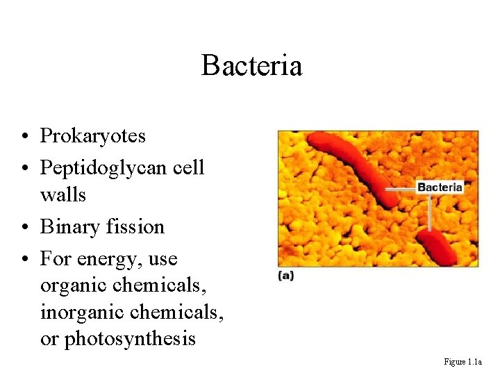 Bacteria • Prokaryotes • Peptidoglycan cell walls • Binary fission • For energy, use