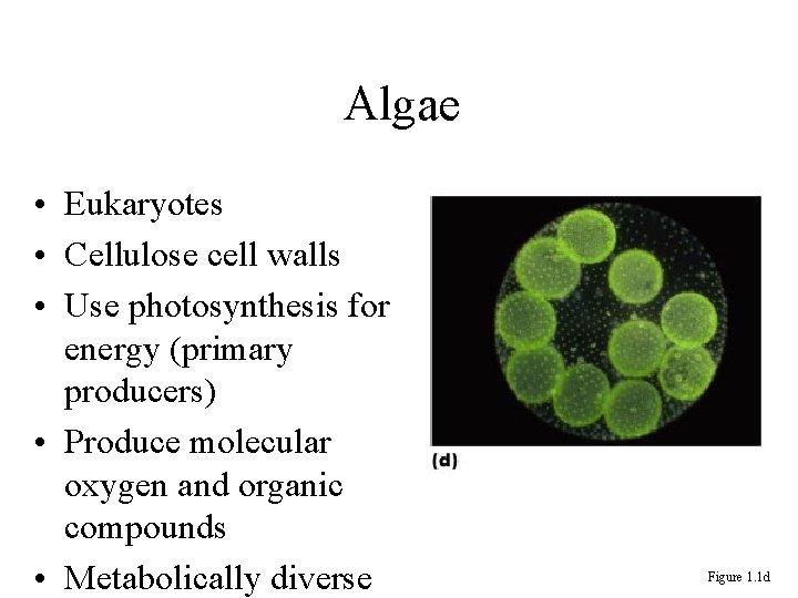 Algae • Eukaryotes • Cellulose cell walls • Use photosynthesis for energy (primary producers)