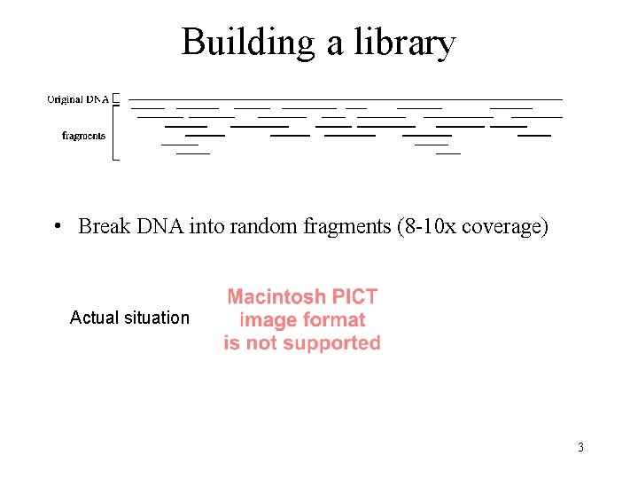 Building a library • Break DNA into random fragments (8 -10 x coverage) Actual