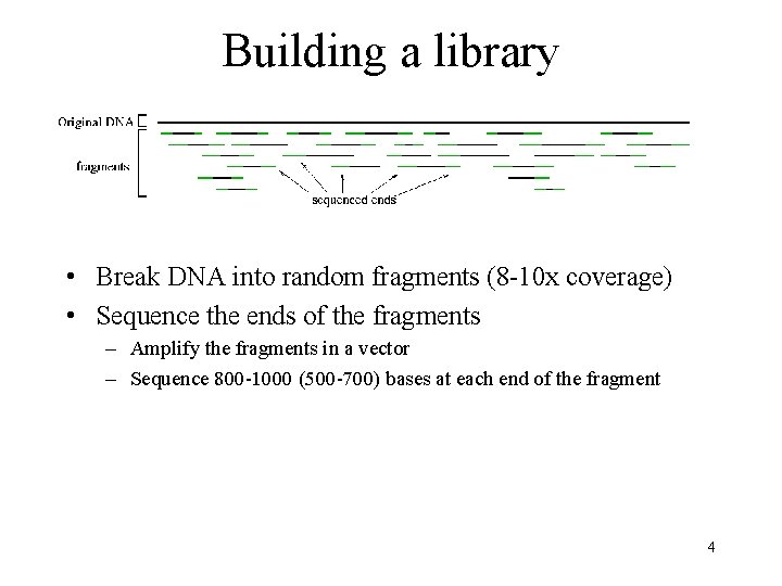 Building a library • Break DNA into random fragments (8 -10 x coverage) •