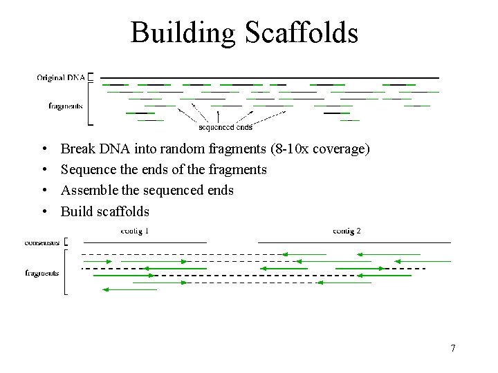 Building Scaffolds • • Break DNA into random fragments (8 -10 x coverage) Sequence