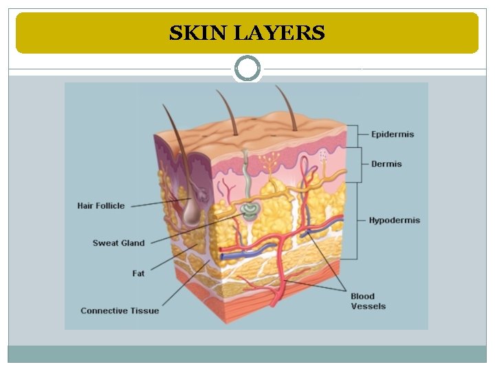 SKIN LAYERS 