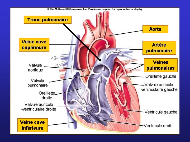 Tronc pulmonaire Aorte Veine cave supérieure Artère pulmonaire Veines pulmonaires Veine cave inférieure 