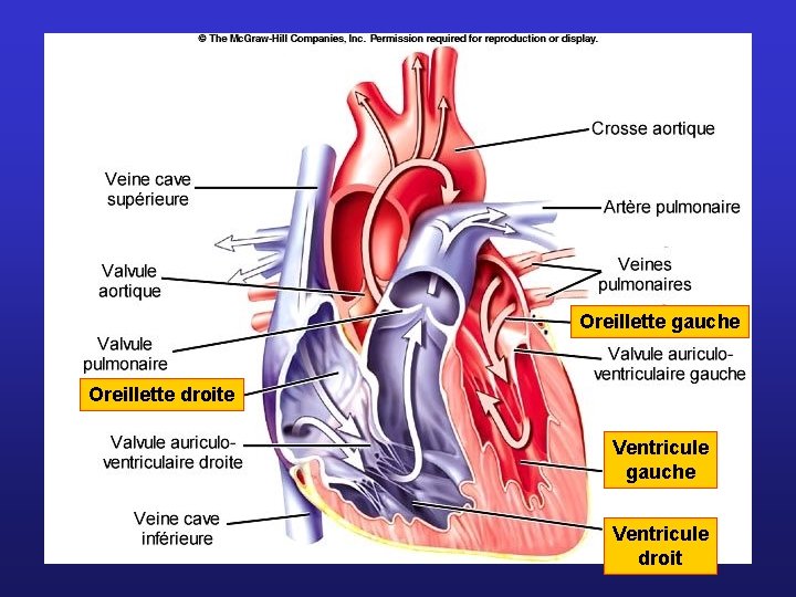 Oreillette gauche Oreillette droite Ventricule gauche Ventricule droit 