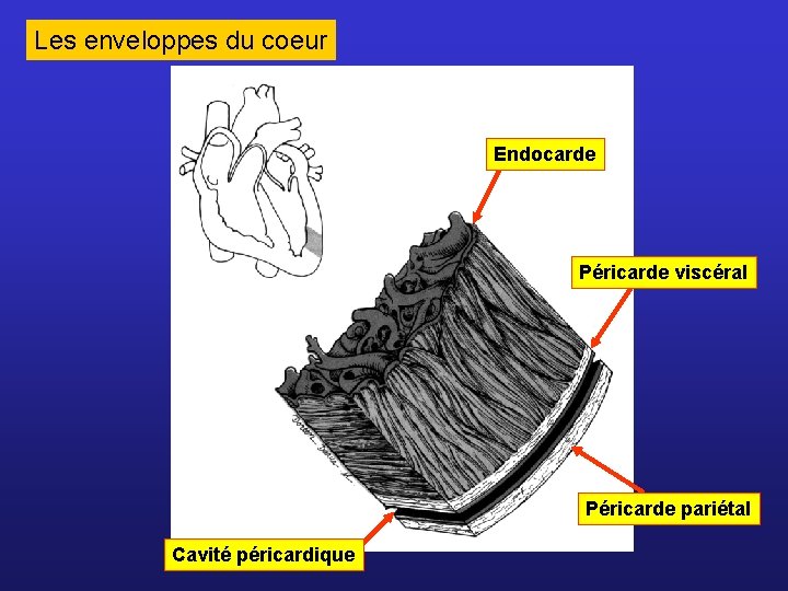 Les enveloppes du coeur Endocarde Péricarde viscéral Péricarde pariétal Cavité péricardique 