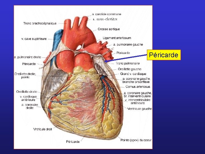 Péricarde 