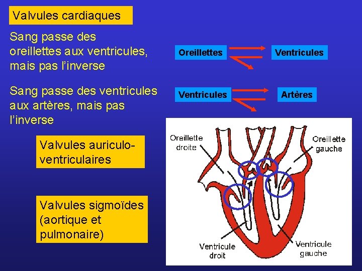 Valvules cardiaques Sang passe des oreillettes aux ventricules, mais pas l’inverse Sang passe des